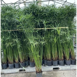 Papirusz-sás  CYPERUS PAPYRUS K3