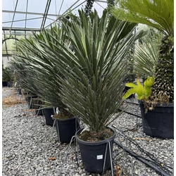  pálmaliliom    YUCCA FILAMENTOSA K18