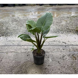 Alokázia, elefántfül  ALOCASIA MACRORRHIZA K9