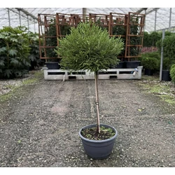 Törpe japán szugifenyő    CRYPTOMERIA JAPONICA LITTLE CHAMPION T1/4 TÁLBAN K30