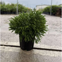 Törpe japán szugifenyő    CRYPTOMERIA JAPONICA GLOBOSA NANA 40/60 K9