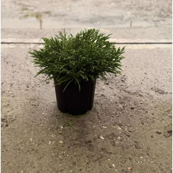 Törpe japán szugifenyő    CRYPTOMERIA JAPONICA LITTLE CHAMPION 40/+ K9