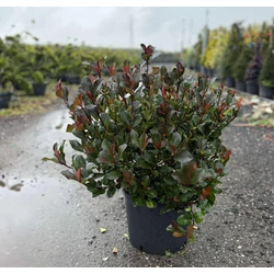 Örökzöld korallberkenye  PHOTINIA FRASERI LITTLE RED ROBIN GÖMB K18