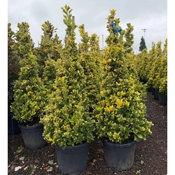 Japán kecskerágó   EUONYMUS JAPONICUS ELEGANTISSIMUS AUREUS KÚP 140/150 K30    