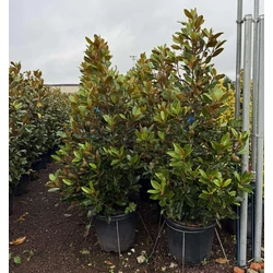 Örökzöld törpe liliomfa  MAGNOLIA GRANDIFLORA LITTLE GEM  150/175 K30