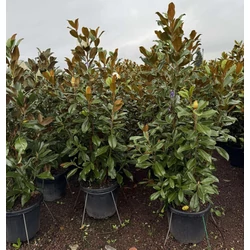 Örökzöld liliomfa    MAGNOLIA GRANDIFLORA GALLISONIENSIS PRAECOX 150/175 K35  