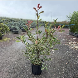 Örökzöld korallberkenye  PHOTINIA FRASERI PINK MARBLE 80/100 K9