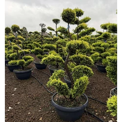 Arany lombú leyland ciprus  CUPRESSOCYPARIS LEYLANDII GOLD RIDER BONSAI S FORMA 150/160 TÁLBAN K65
