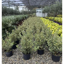 Közönséges magyal    ILEX AQUIFOLIUM ARGENTEOMARGINATA 40/60 K9