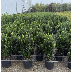 Japán kecskerágó   EUONYMUS JAPONICUS BENKOMASAKI 20/+ K3