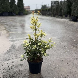 Felemáslevelű illatcserje    OSMANTHUS TRICOLOR 20/+ K3