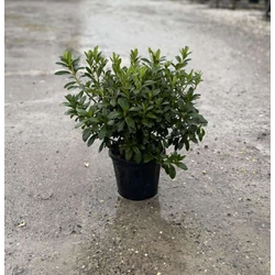 Japán azálea    AZALEA JAPONICA 20/+ K3