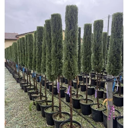 Toszkán ciprus    CUPRESSUS SEMPERVIRENS PYRAMIDALIS T1/2 180/+ K25