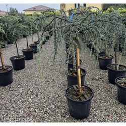 Kék csüngő atlasz cédrus  CEDRUS ATLANTICA GLAUCA PENDULA T1/2 K30