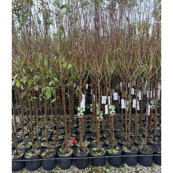  vörös levelű mandula  PRUNUS AMYGDALUS T1/2 K9