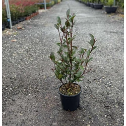 Örökzöld korallberkenye  PHOTINIA FRASERI ROBUSTA COMPACTA 40/+ K3