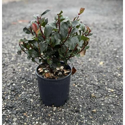 Örökzöld korallberkenye  PHOTINIA FRASERI LITTLE RED ROBIN 20/40 K3
