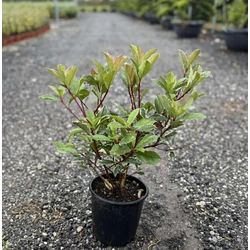 Örökzöld korallberkenye  PHOTINIA FRASERI PINK MARBLE 40/+ K3