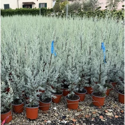 Oszlopos, kék arizoniai ciprus  CUPRESSUS ARIZONICA FASTIGIATA 80/100/+ K3