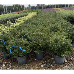 Japán azálea    AZALEA JAPONICA 40/60 K9         