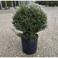 Csipkéslevelű magyal   ILEX CRENATA GLORY GEM GÖMB 40/+ K9