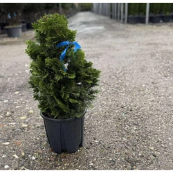 Hinoki hamisciprus  CHAMAECYPARIS OBTUSA NANA GRACILIS 40/+ K9