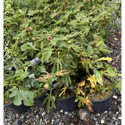 Füge  FICUS CARICA FAJTÁK 60/+ K9