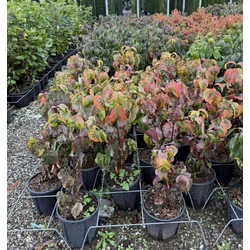 Virágos som  CORNUS FLORIDA 80/+ K9   