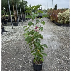 Liliomfa    MAGNOLIA GENIE 60/80 K9         