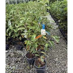 Liliomfa    MAGNOLIA DENUDATA WHITE TRIUMPH 60/+ K9