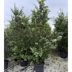 Perzsafa    PARROTIA PERSICA 200/250 K40