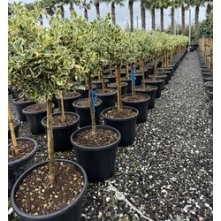 Közönséges magyal    ILEX AQUIFOLIUM ARGENTEOMARGINATA T1/4 GÖMB 45/50 K25 