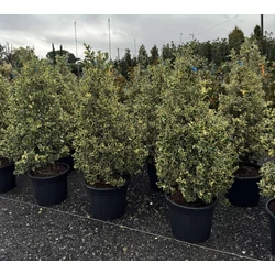 Közönséges magyal    ILEX AQUIFOLIUM ARGENTEOMARGINATA KÚP 100/+ K30
