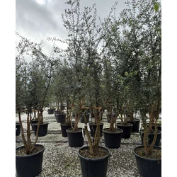 Paratölgy    QUERCUS SUBER TÖBBTÖRZSES 200/250 K110