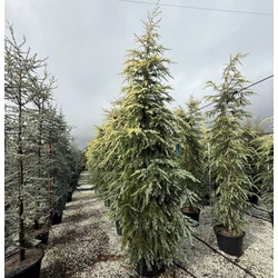 Sárga himalájai cédrus   CEDRUS DEODARA BUSH ELECTRA 300/350 K80