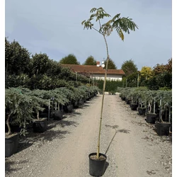 Selyemakác     ALBIZIA JULIBRISSIN OMBRELLA T150 K12