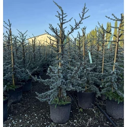 Atlasz cédrus  CEDRUS ATLANTICA GLAUCA 100/125 K18