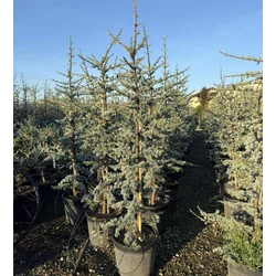 Atlasz cédrus  CEDRUS ATLANTICA GLAUCA 120/140 K18