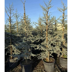 Atlasz cédrus  CEDRUS ATLANTICA GLAUCA 170/200 K30