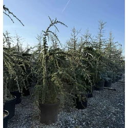 Kék csüngő atlasz cédrus  CEDRUS ATLANTICA GLAUCA PENDULA 120/+ K30
