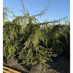 Csüngő himalájai cédrus   CEDRUS DEODARA PENDULA 120/+ K65