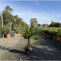 Kínai kenderpálma   CHAMAEROPS EXCELSA TR30/40 K9 