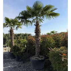 Kínai kenderpálma   CHAMAEROPS EXCELSA TR220/240 K230