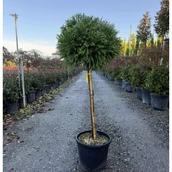 Törpe japán szugifenyő   CRYPTOMERIA JAPONICA GLOBOSA NANA T80 K18