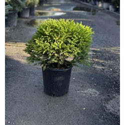 Törpe japán szugifenyő   CRYPTOMERIA JAPONICA GLOBOSA NANA 30/+ K9