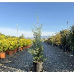 Oszlopos, kék arizoniai ciprus CUPRESSUS ARIZONICA FASTIGIATA 100/120 K15