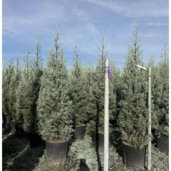 Oszlopos, kék arizoniai ciprus CUPRESSUS ARIZONICA FASTIGIATA 120/140 K18 