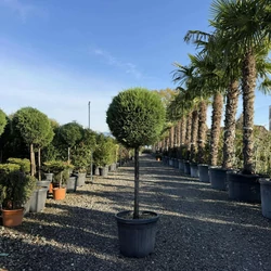 Kék lombú leyland ciprus  CUPRESSOCYPARIS LEYLANDII BLUE JEANS T80 K30