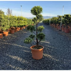 Arany lombú leyland ciprus  CUPRESSOCYPARIS LEYLANDII CASTLEWELLAN GOLD POM-PON 80/+ K12