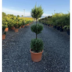 Leyland ciprus    CUPRESSOCYPARIS LEYLANDII PYRAMIDALIS 3 GÖMB 80/+ K12